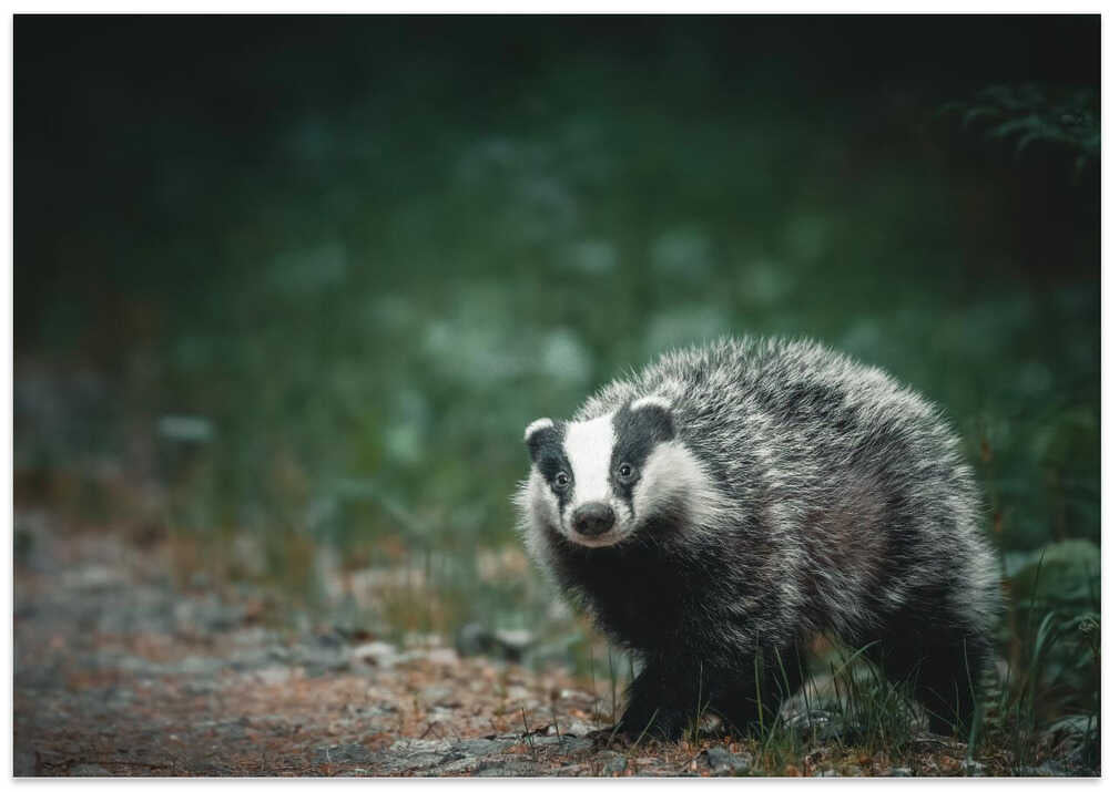 A curious badger in the forest