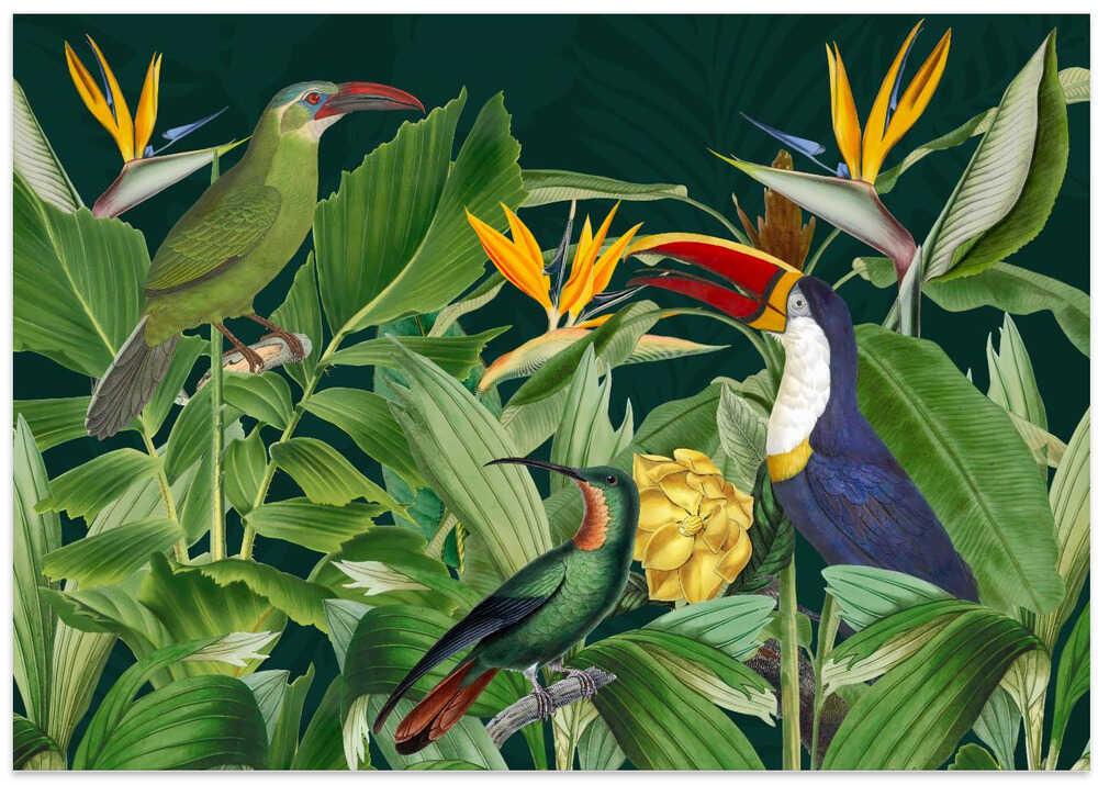Rainforest Birds