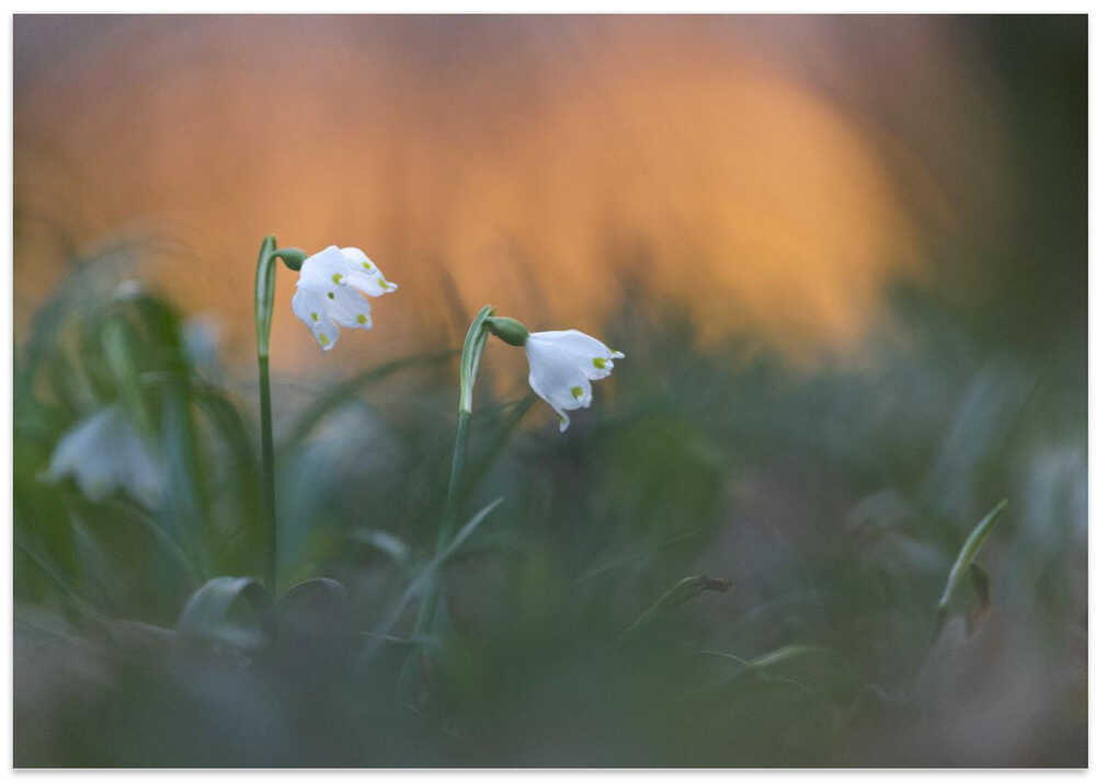 Close-up of white snowflake on field, sunset