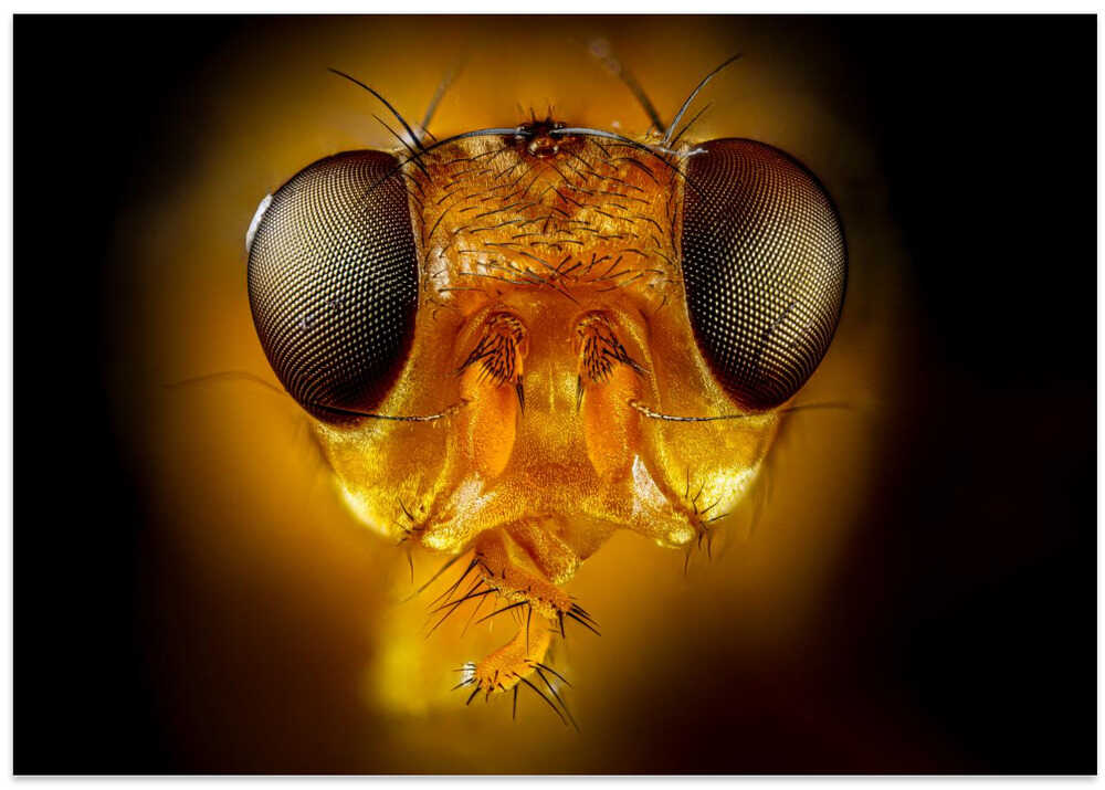 Orange Fly