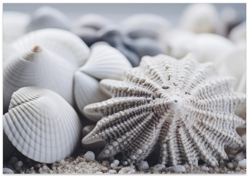 Seashell Serenity