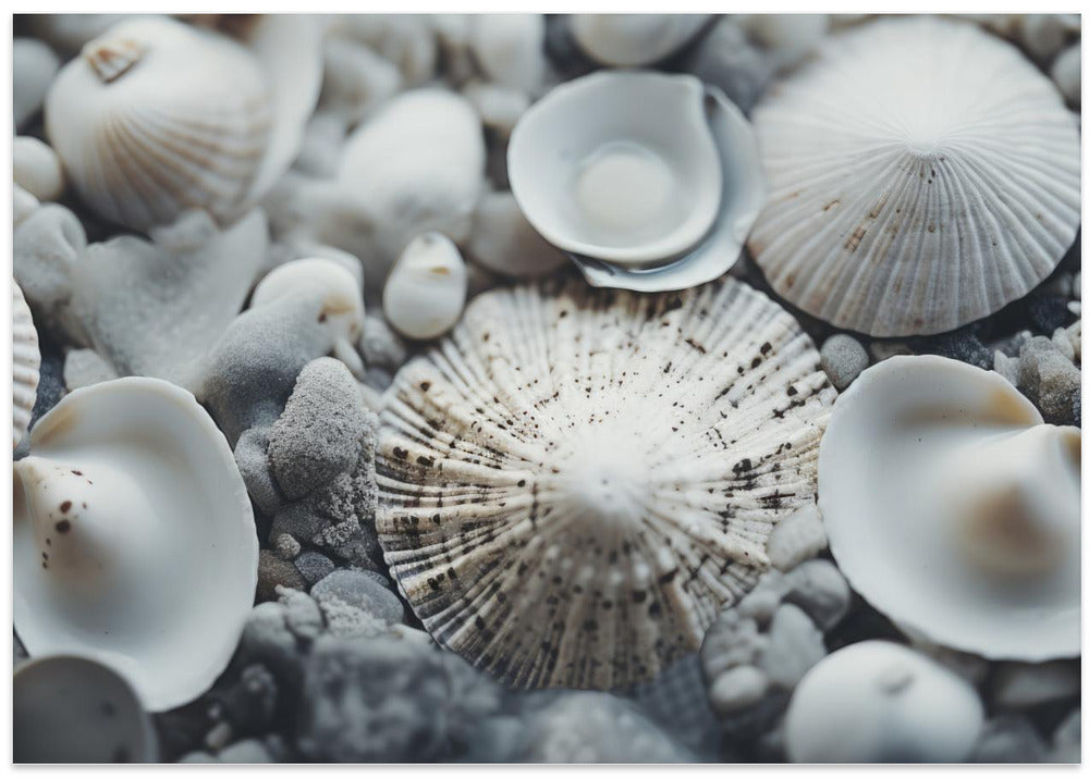 Seashell Symphony