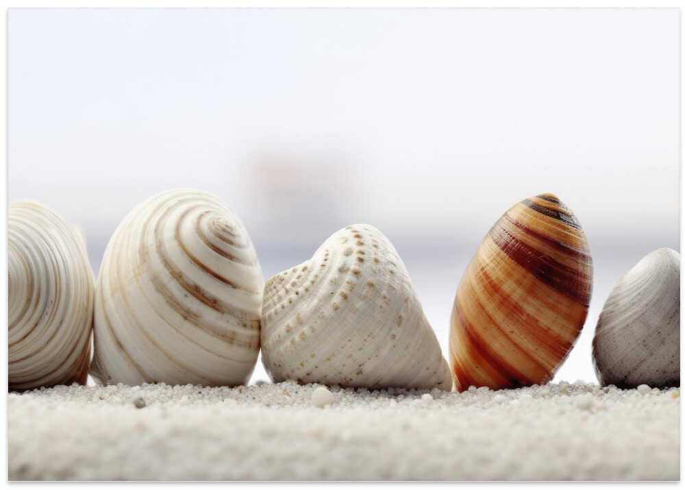 Seashell Symphony