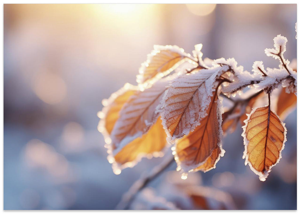 Frost-Kissed Leaves
