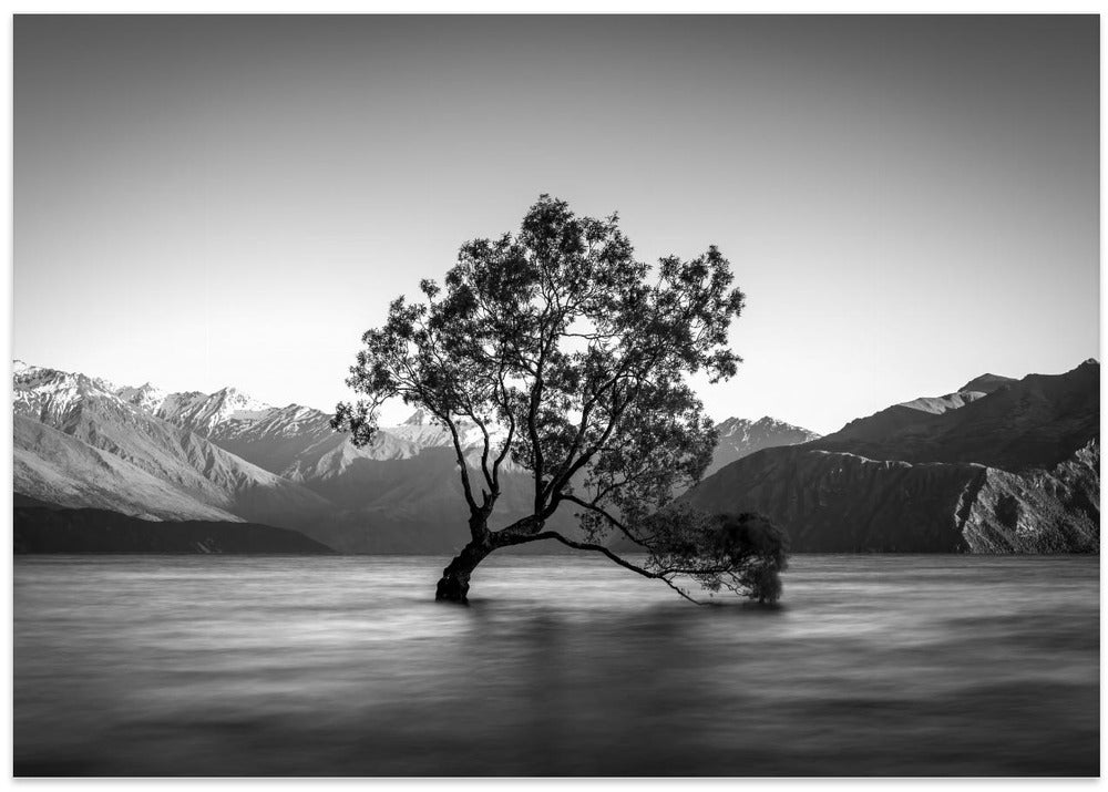 wanaka tree