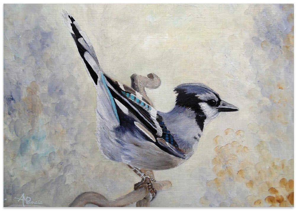 Attitude Derriere Blue Jay