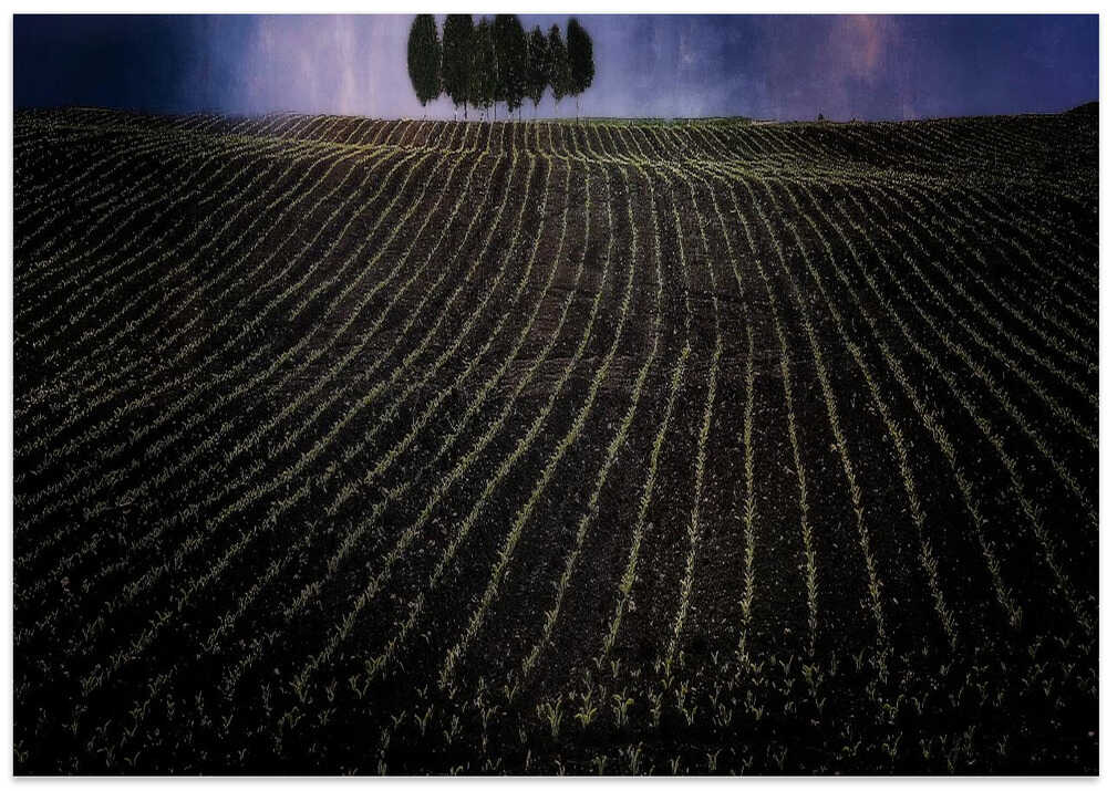 fields in early spring