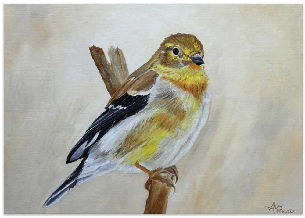 American Goldfinch Portrait