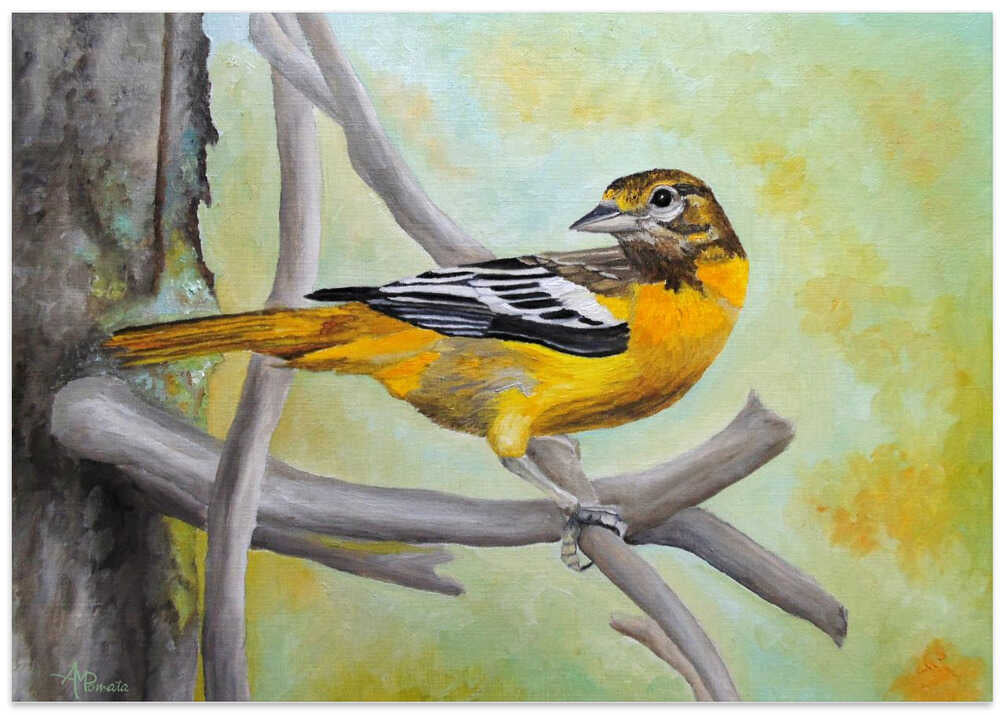Baltimore Oriole