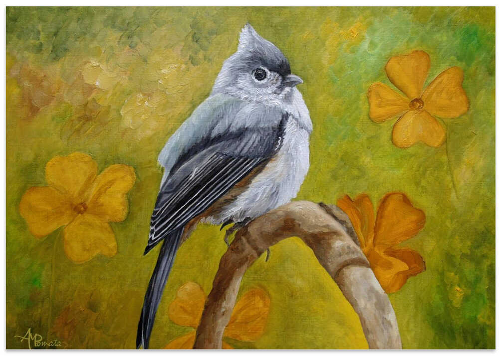 Big Eyed Tufted Titmouse