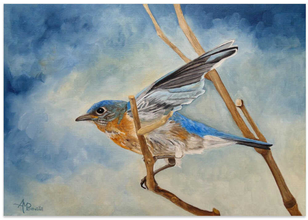 Bluebird, Blue Morning