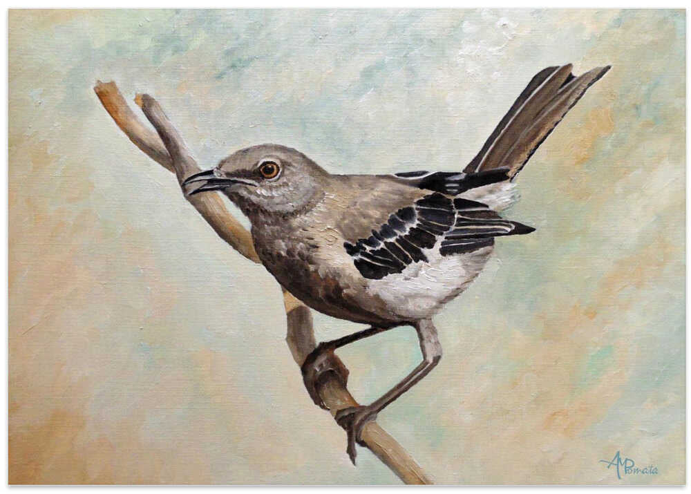 Sharp Eyed Mockingbird