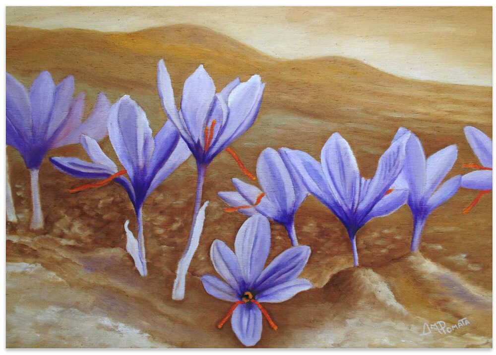 Saffron Flowers