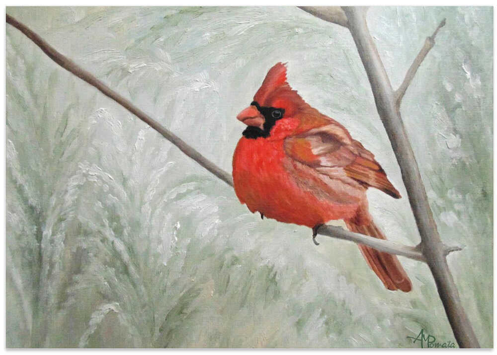 Winter Cardinal