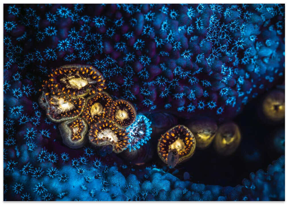 Anemone and Fluorescent Coral