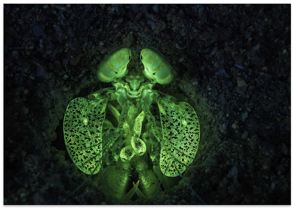 Fluorescent Mantis shrimp