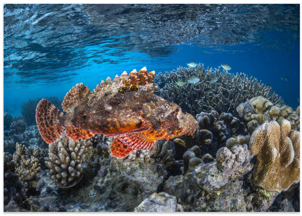 Tassled scorpionfish