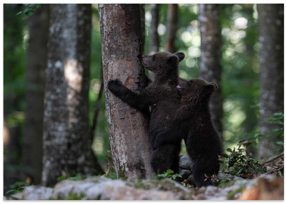 playing bear cubs 1