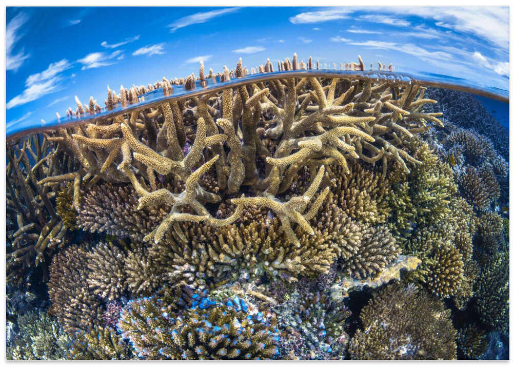 Split level with coral reef