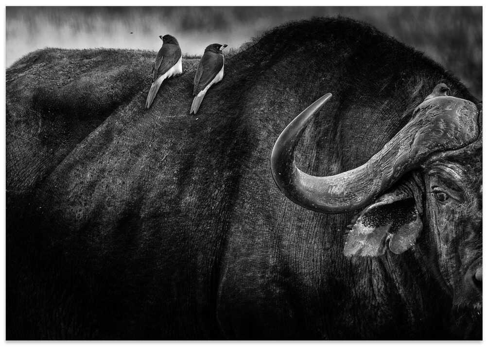 and then there were three!