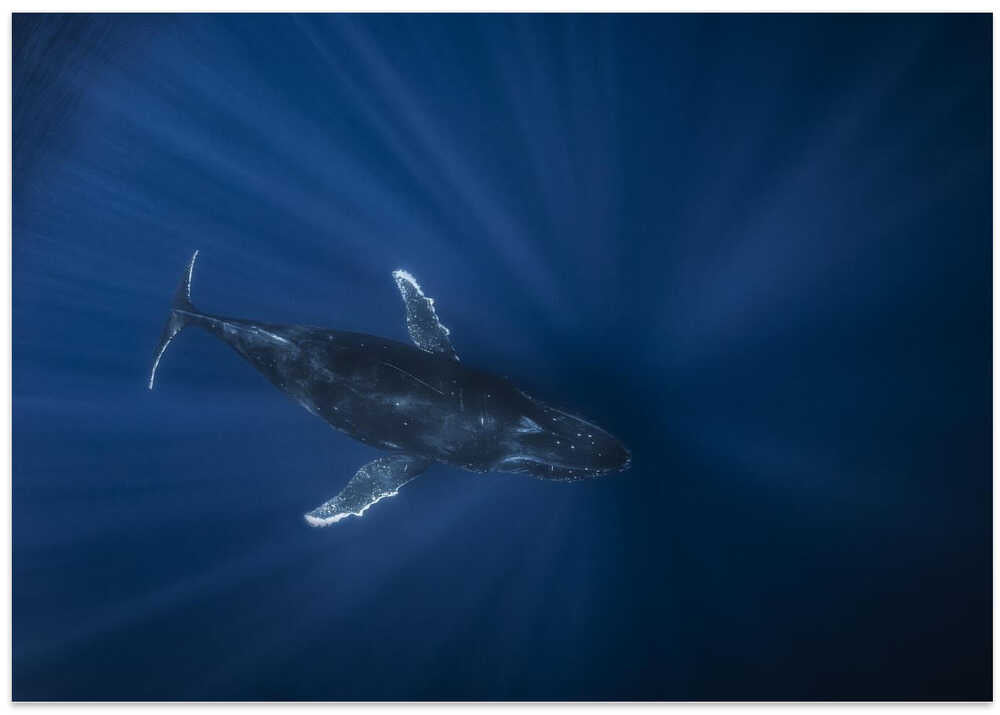 Air Megaptera approaching!