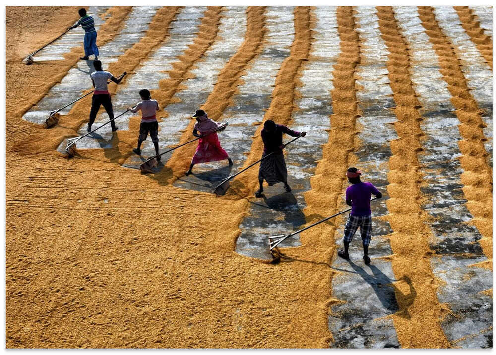 Rice production manual