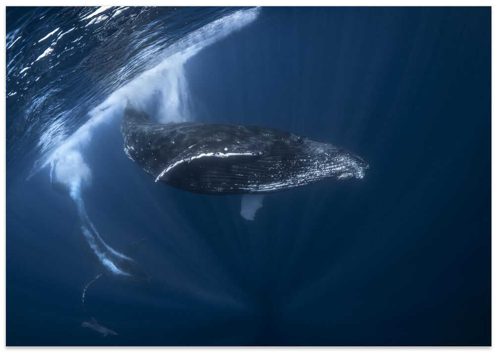Humpback whale in active group