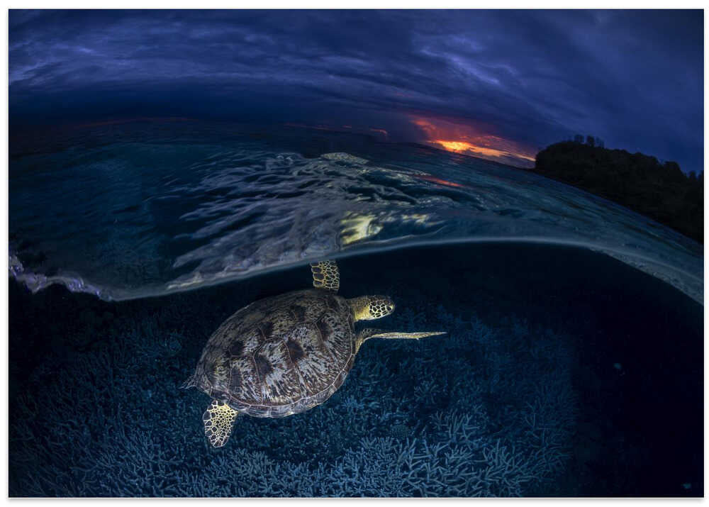 Green turtle at sunset