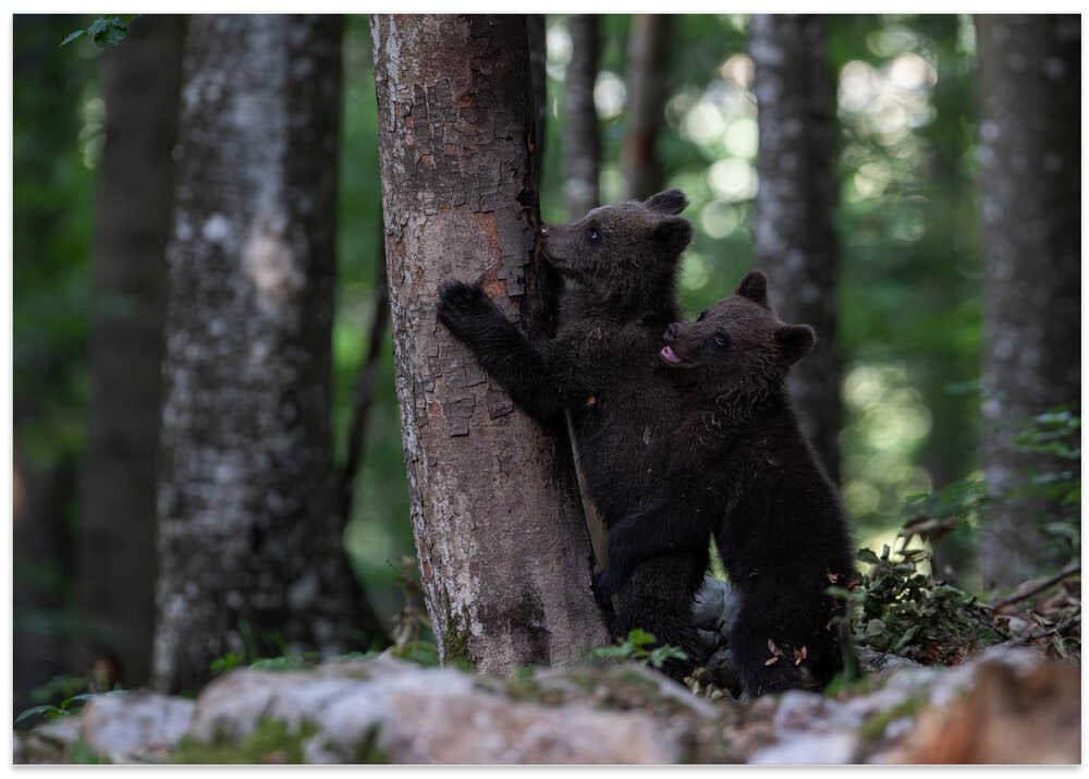 playing bear cubs 2