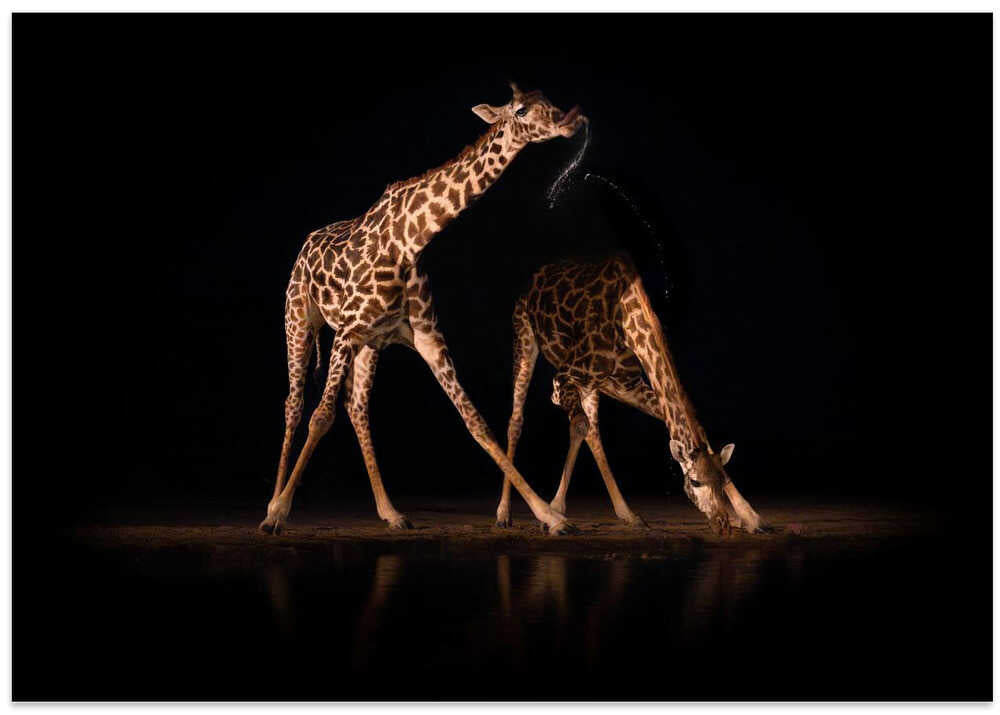 Giraffometry...
