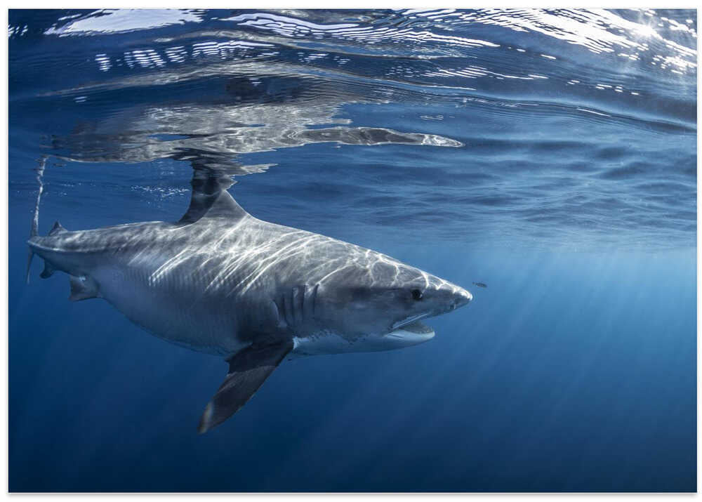Encounter with a big tiger shark