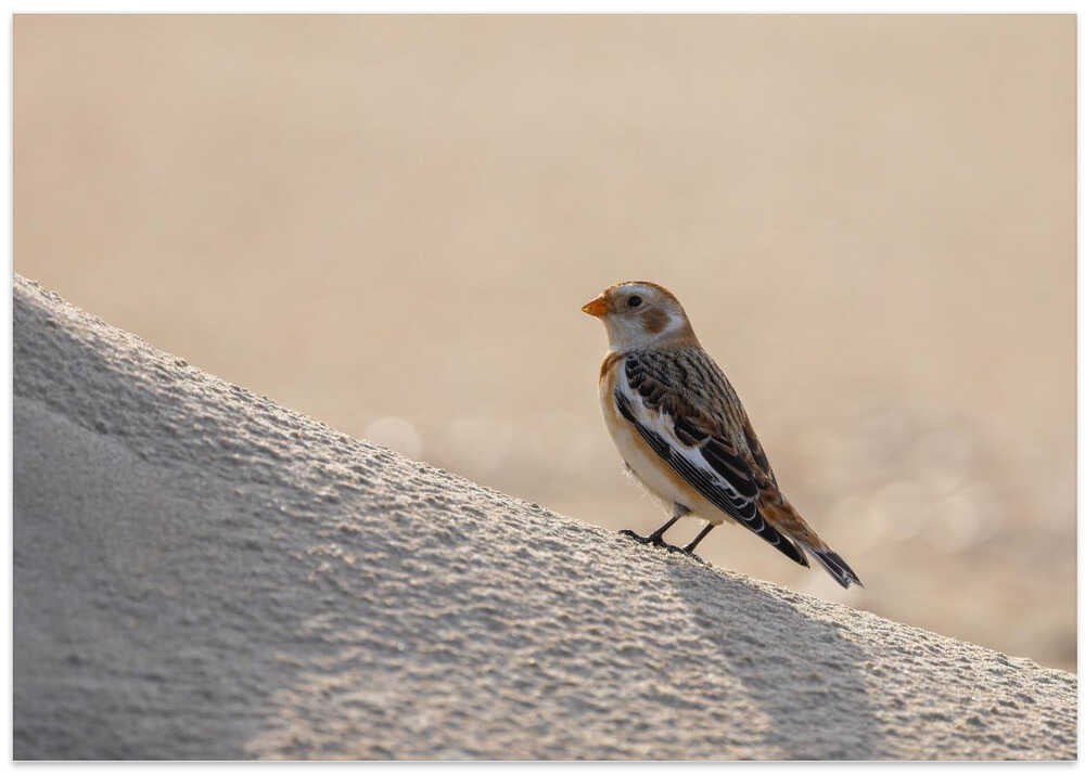 Little bird in the sand dunes.