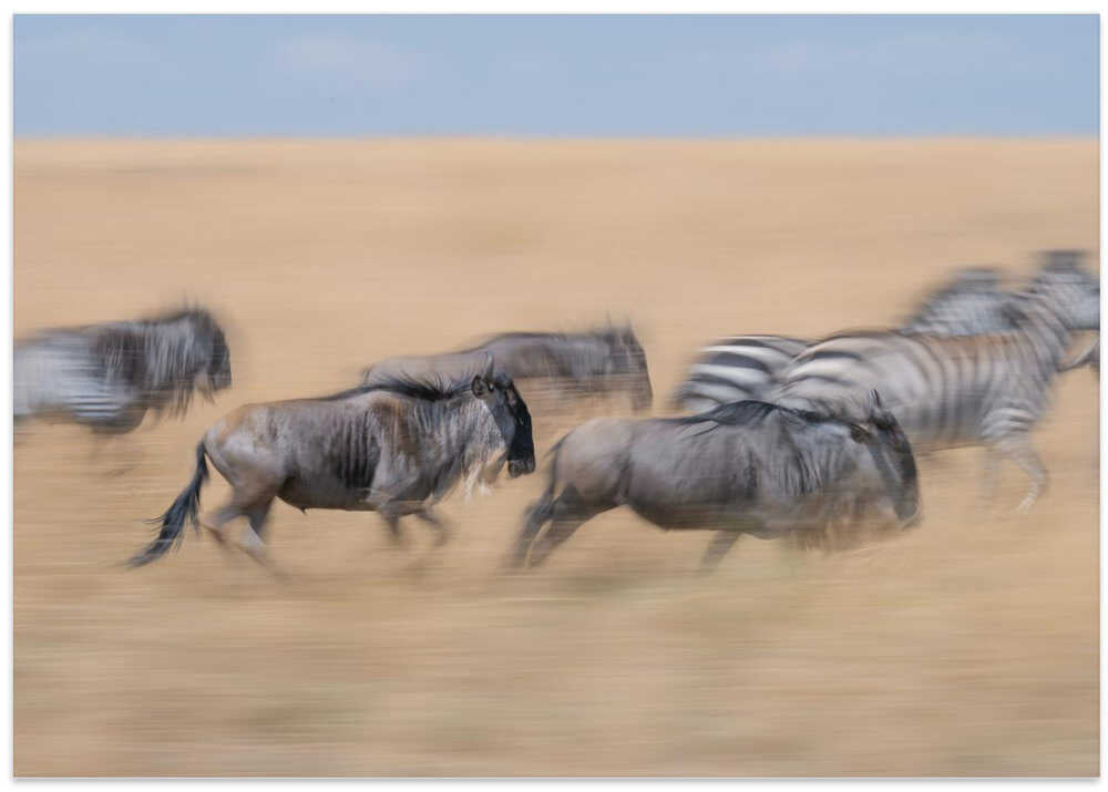 Racing in the savannah...