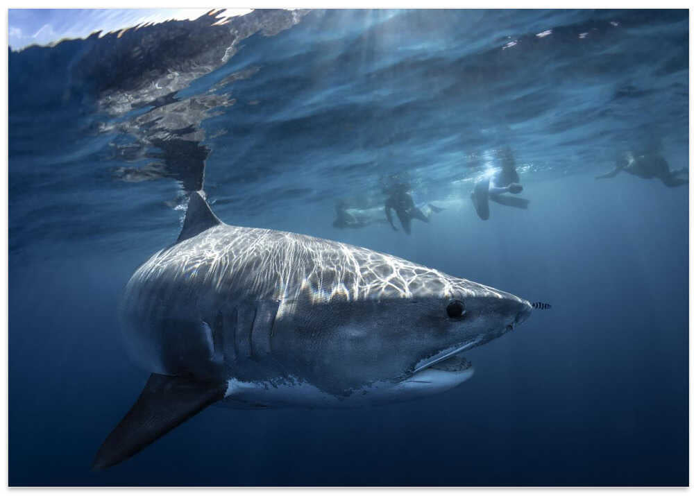 A Tiger shark is looking at me