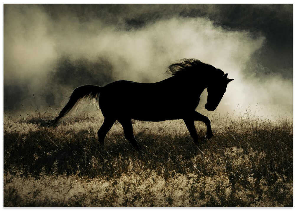 a short story about the morning glory