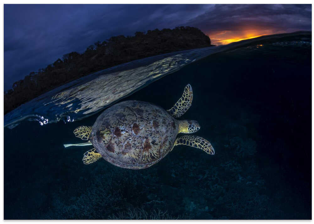 The green turtle and the blue hour