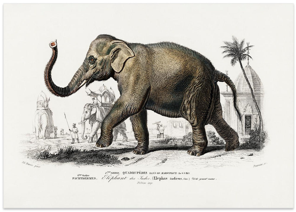 Asiatic Elephant