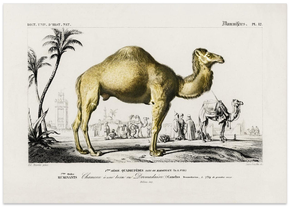 Camel (camelus)