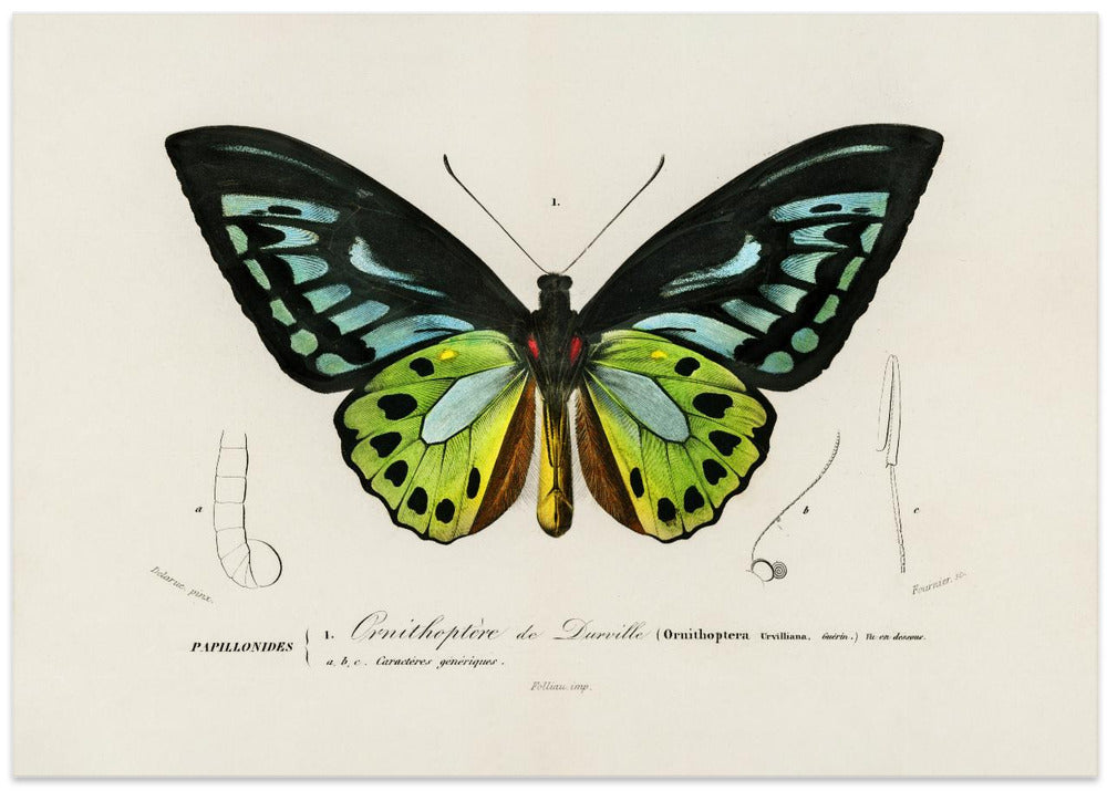 Green Birdwing Butterfly