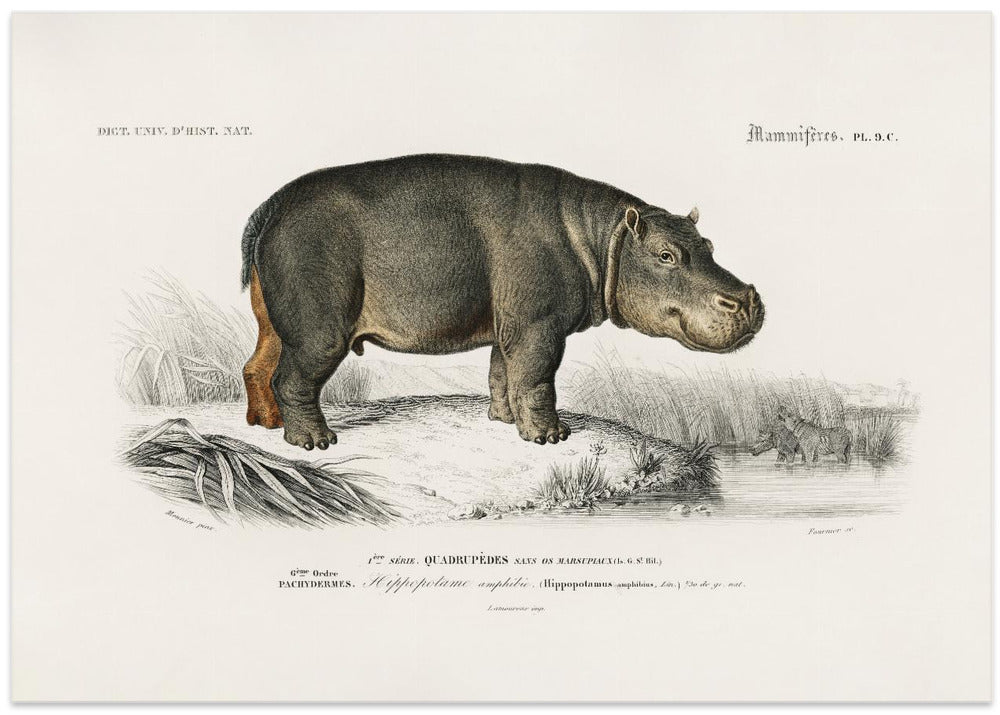 Hippopotamus