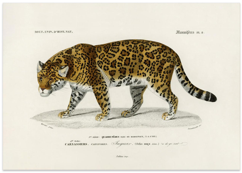 Jaguar (panthera Onca)