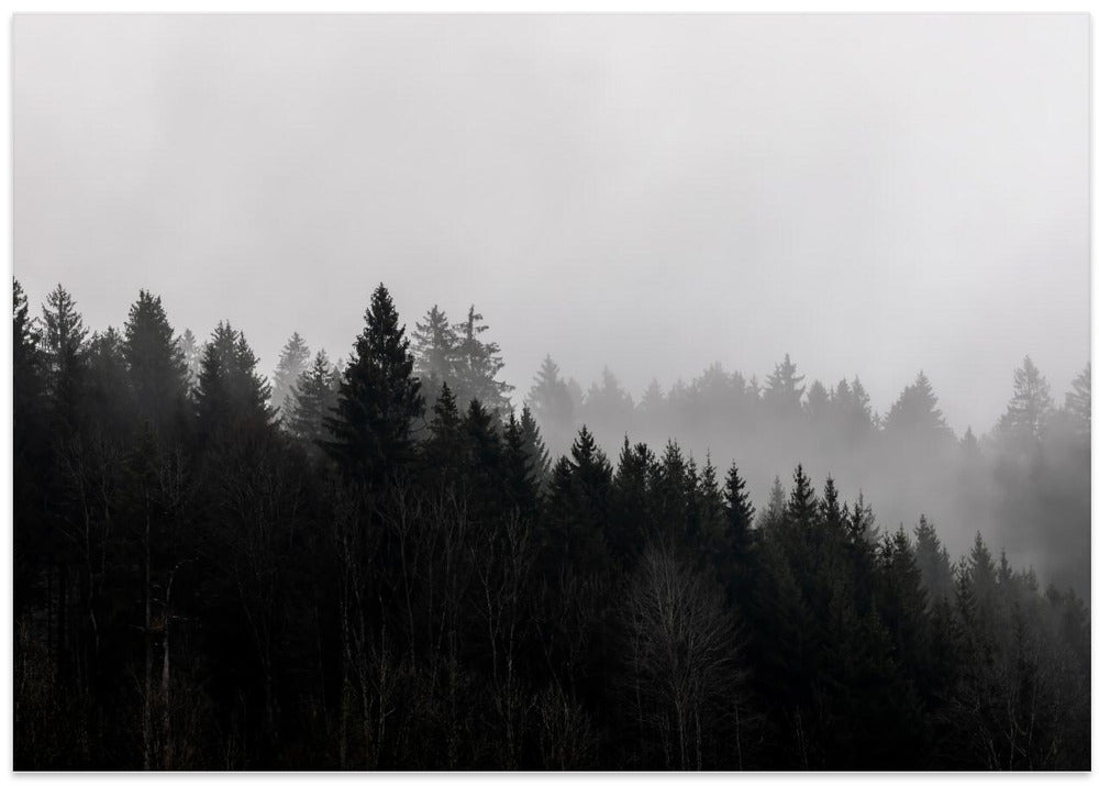 Foggy Woods 7