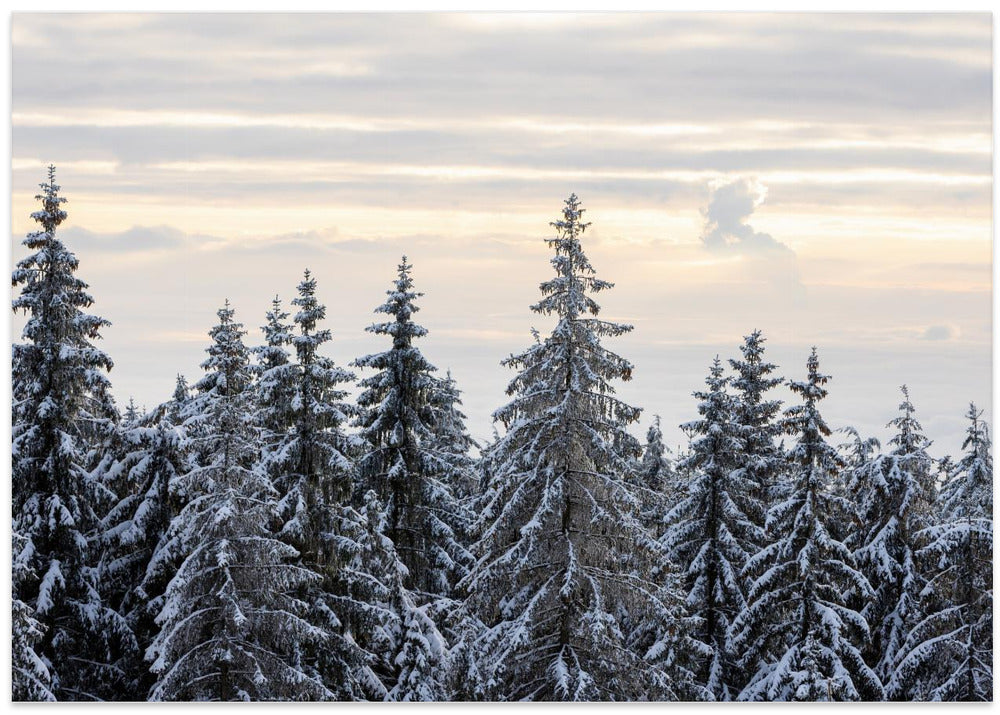 Snow Covered Trees 8