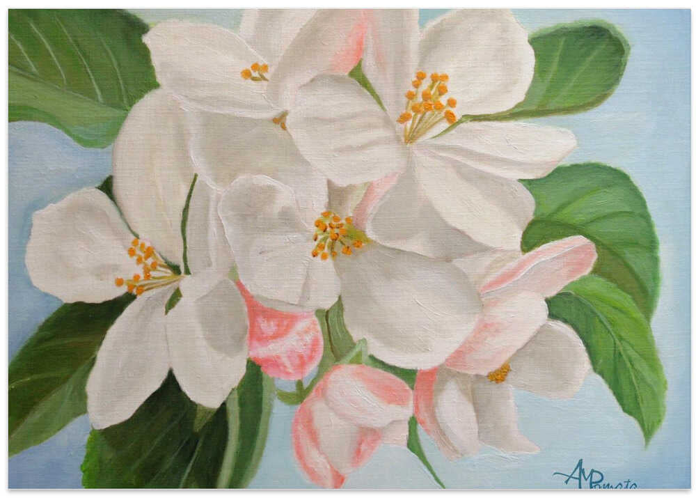 Apple Blossom