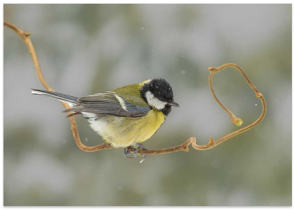 Great tit in a snow world.