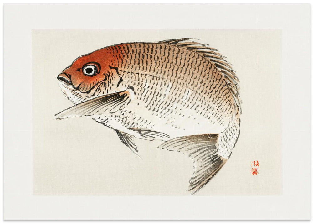 Tai (red Seabream) Fish
