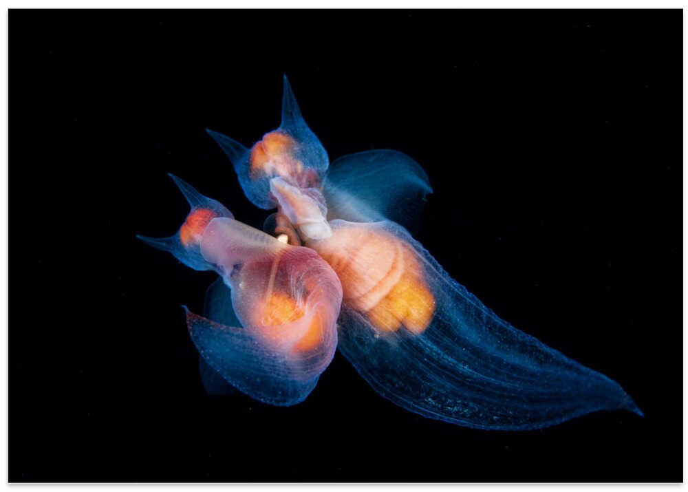 Romance among angels