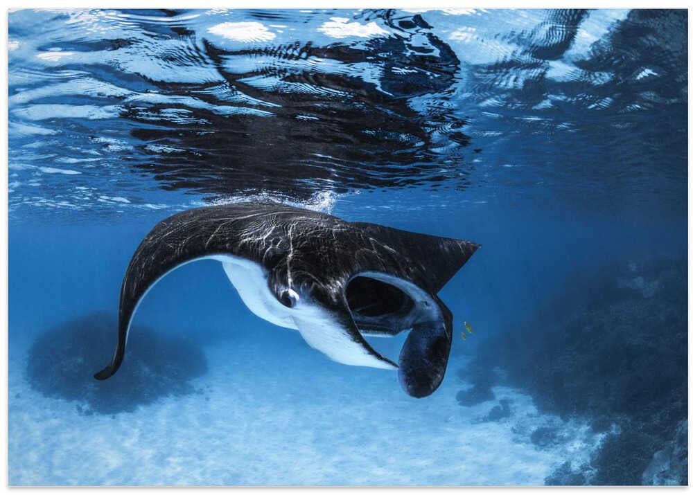 Manta Ray feeding