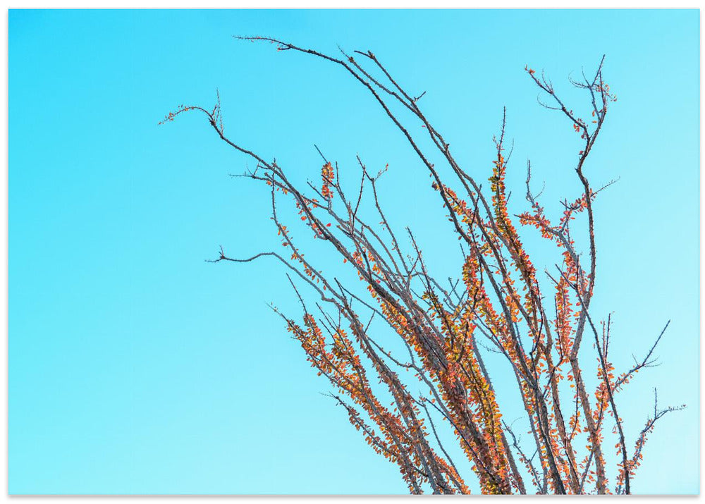 Ocotillo In the Fall