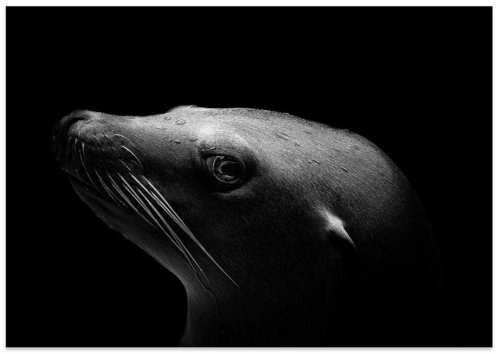 Sea Lion